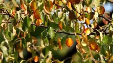 野生梨树鲜艳的秋叶